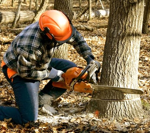 Tree Removal in Post Falls, ID